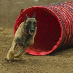 Agility Training Upper Snake River Valley Dog Training Club